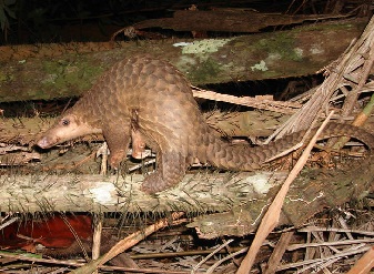 Pangolins in Kenya