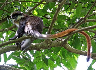  Red Tailed Monkeys in Kenya