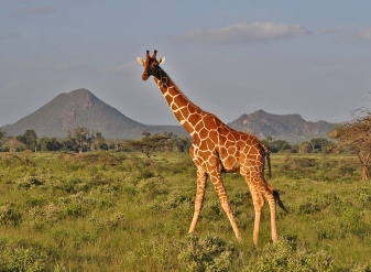 Reticulated Giraffe in Samburu National Reserve