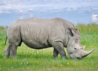 Rhinos in Masai Mara