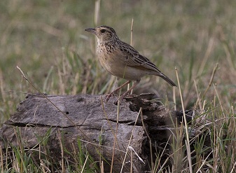 Rufous Naped Larks in Kenya