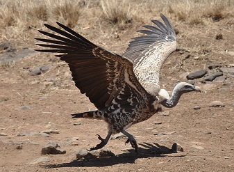 Ruppell's Vultures in Kenya