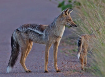 Side Striped Jackal in Kenya