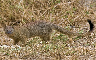 Slender Mongoose in Kenya
