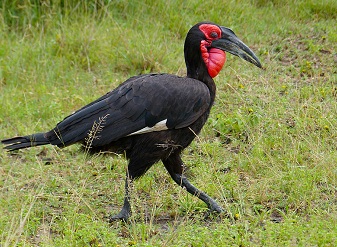 Southern Ground Hornbills in Kenya