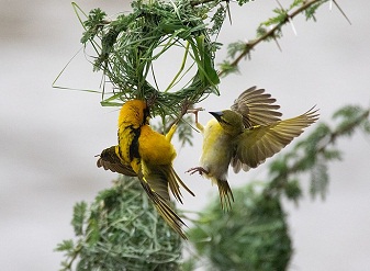 Southern Masked Weavers in Kenya