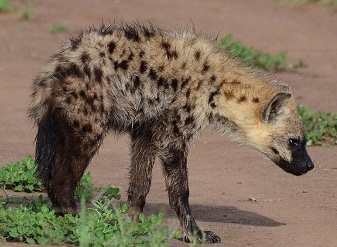 Spotted Hyenas in Kenya