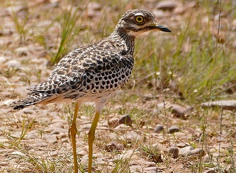 Spotted Thick Knees in Kenya
