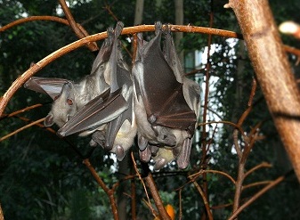 Straw Coloured Fruit Bats in Kenya
