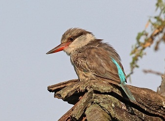 Striped Kingfishers in Kenya