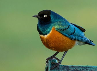 Superb Starlings in Kenya