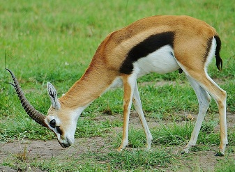 Thomson's Gazelles in Kenya