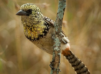Usambiro Barbets in Kenya