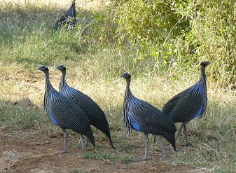 Vulturine Guineafowls in Kenya