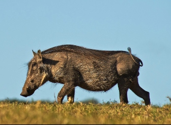 Warthogs in Kenya