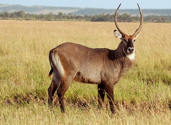 Waterbucks in Kenya