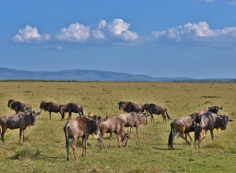 Wildebeest in Kenya