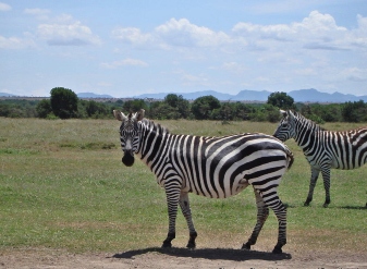 Zebra in Masai Mara